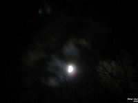 05374CrLeShRe - Moon with cloud behind our Maple.JPG